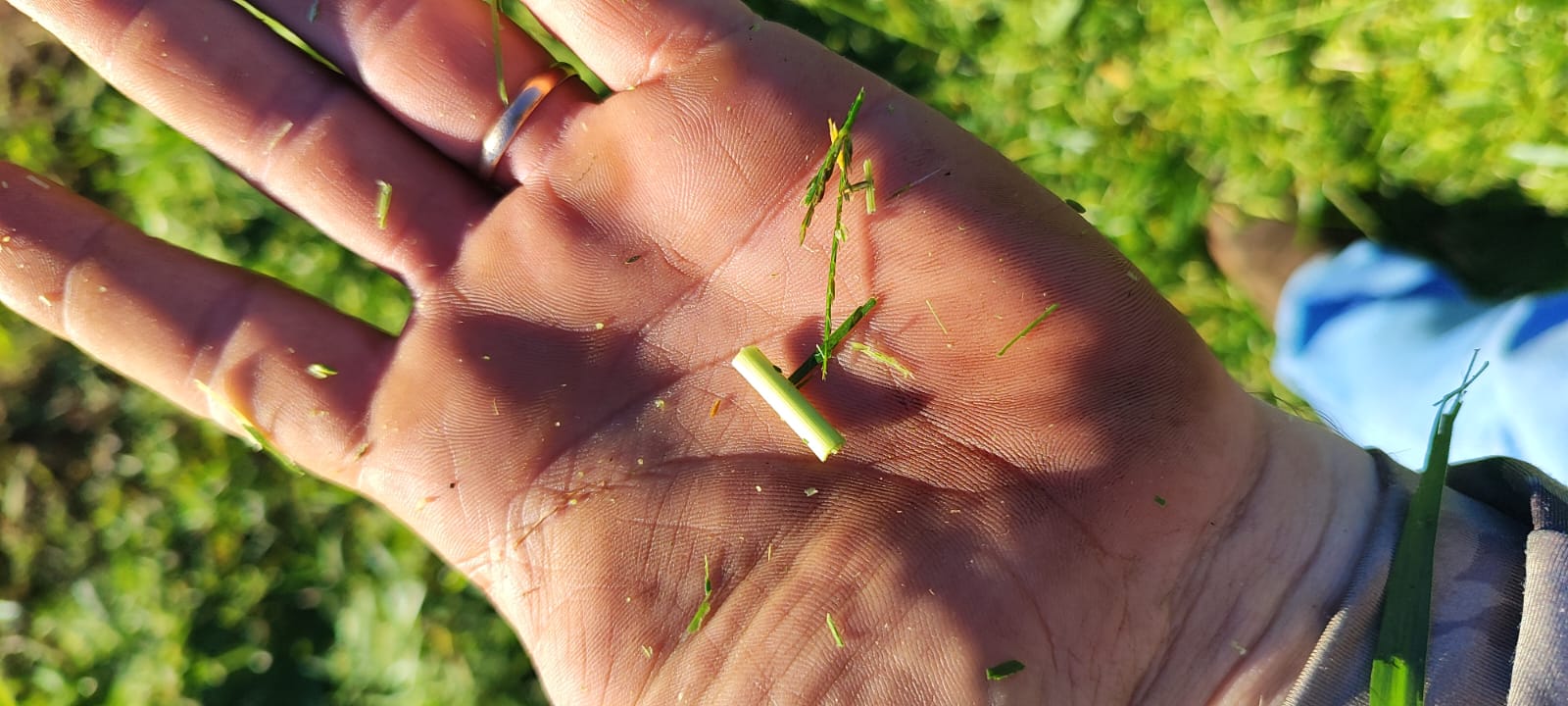 Nutrição de Bovinos a Pasto